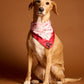 Jolly Dog Bandana