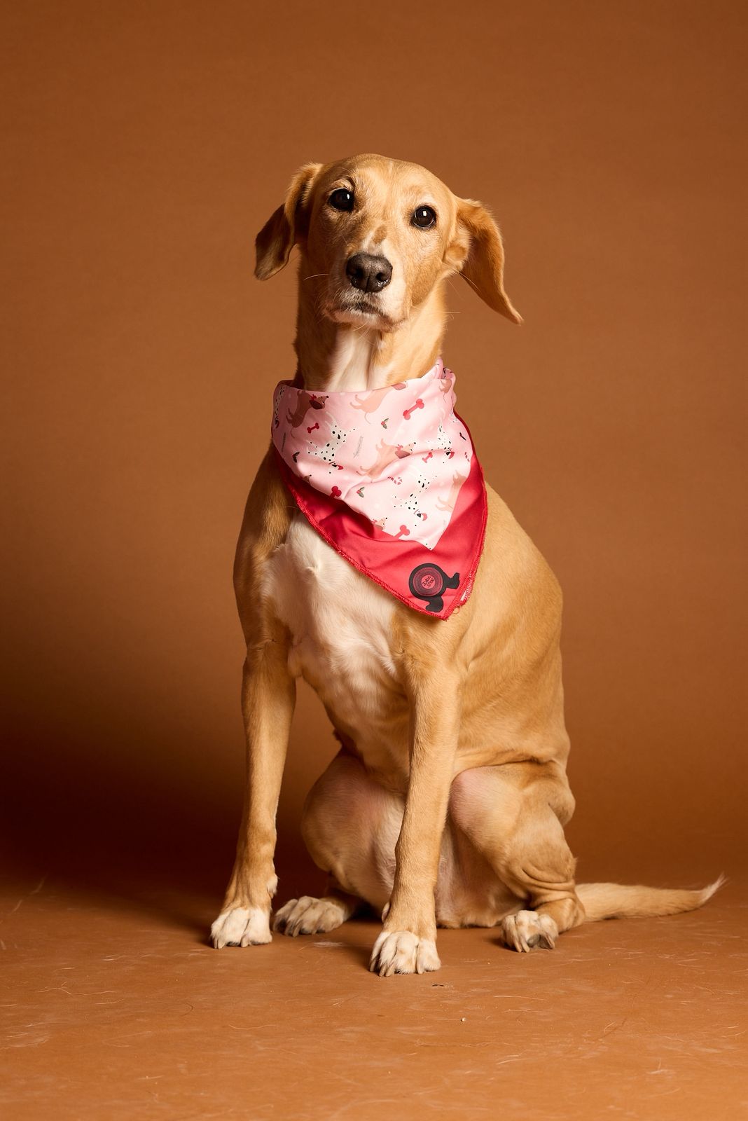 Jolly Dog Bandana